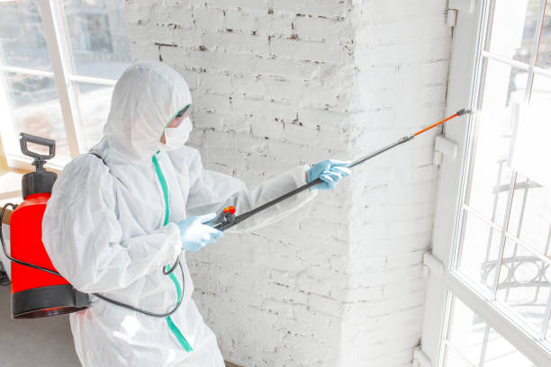 Mold Odor Removal Services in Taylor Creek, OH